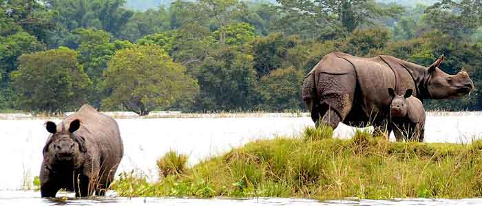 kaziranga